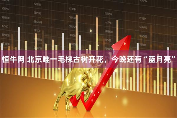 恒牛网 北京唯一毛梾古树开花，今晚还有“蓝月亮”